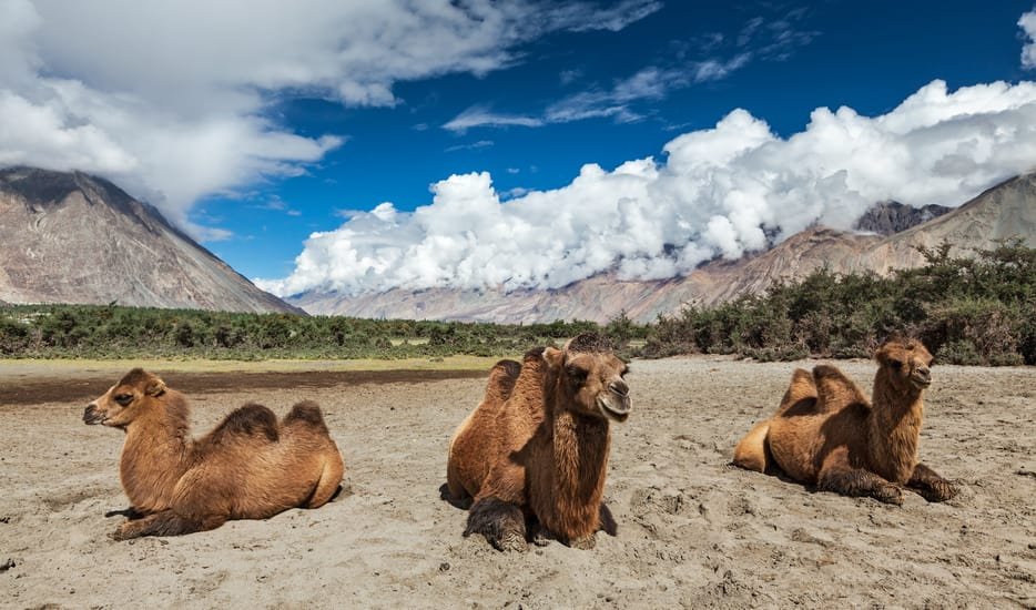 Bactrian_Camels