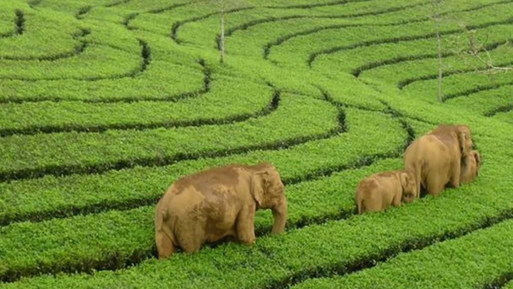 munnar-tea-gardens-elephants-1528523708